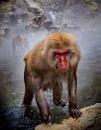 BEST OF NATURE - japanese macaques 2 - CHAPE Stuart - western samoa